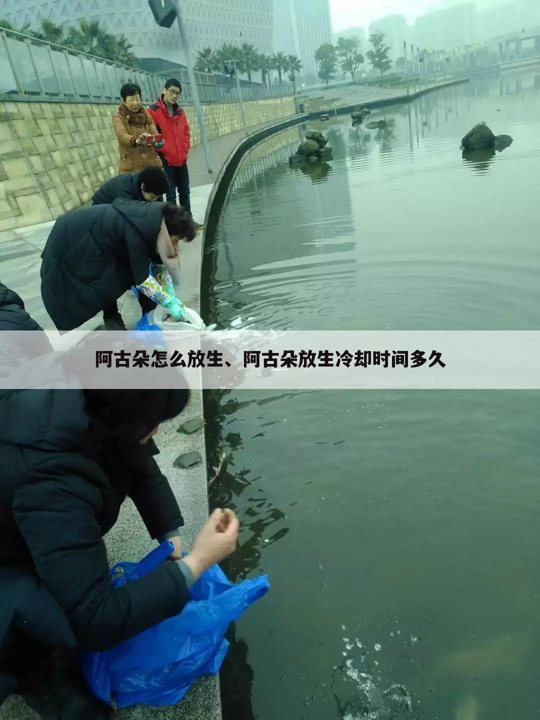 阿古朵怎么放生、阿古朵放生冷却时间多久